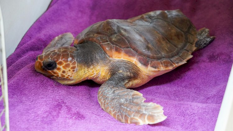 Porto d’Abrigo do Zoomarine devolve tartarugas ao mar em Portimão