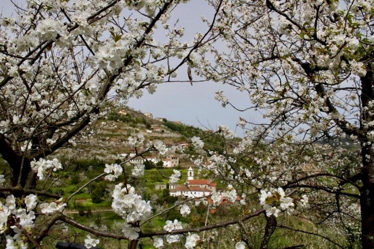 Cerejeiras em Flor convidam a uma visita a Resende