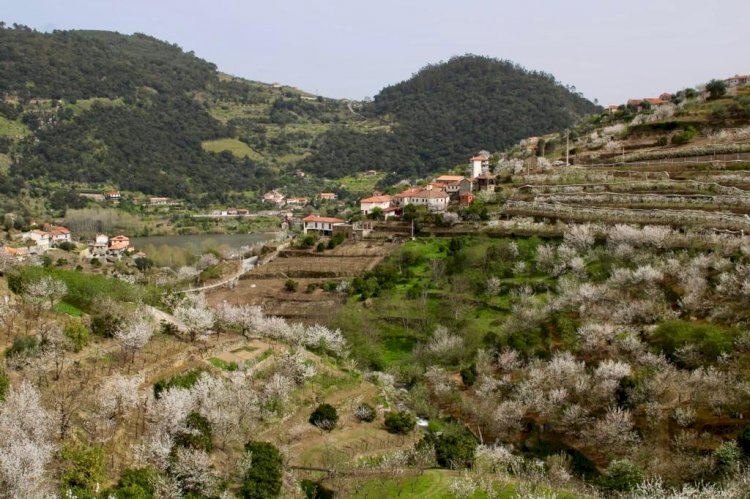 Cerejeiras em Flor convidam a uma visita a Resende