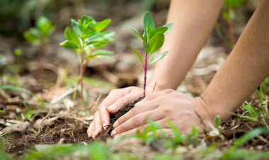 Seia vai receber voluntários jovens para a preservação da natureza e florestas