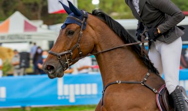Freguesia de Grijó volta a ser "capital" equestre durante três dias