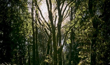Exposição "From Nature to all of us"