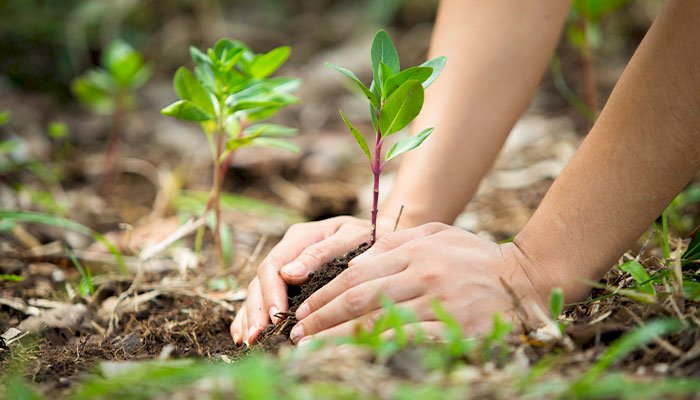 Seia vai receber voluntários jovens para a preservação da natureza e florestas