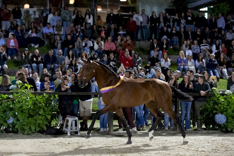 Feira do Cavalo de Ponte de Lima regista recorde