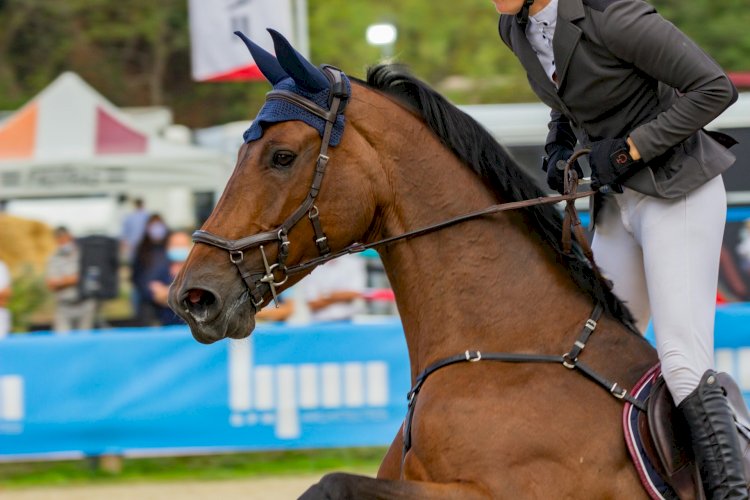 Freguesia de Grijó volta a ser "capital" equestre durante três dias