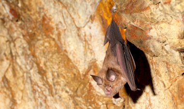 Uma Noite com Morcegos nos Jardins do Palácio de Queluz