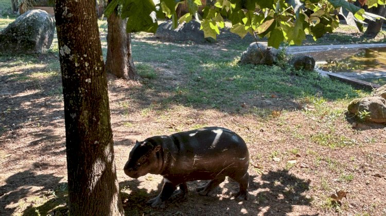 Hipopótamo-Pigmeu em risco de extinção nasce no Zoo Santo Inácio