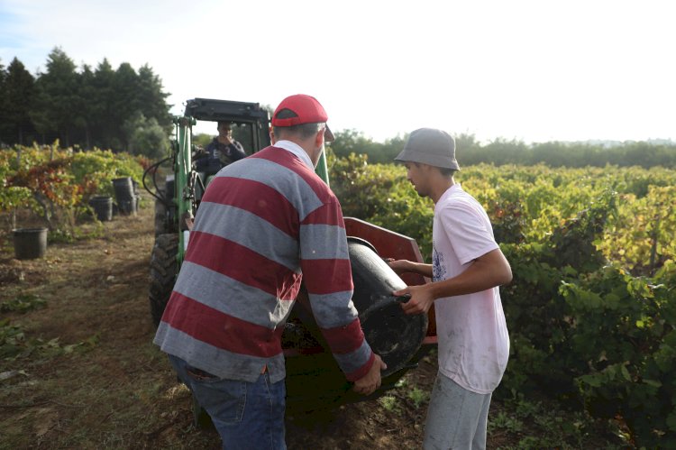 MONDA - Feira Agrícola da Tocha pretende desenvolver agricultura local e regional