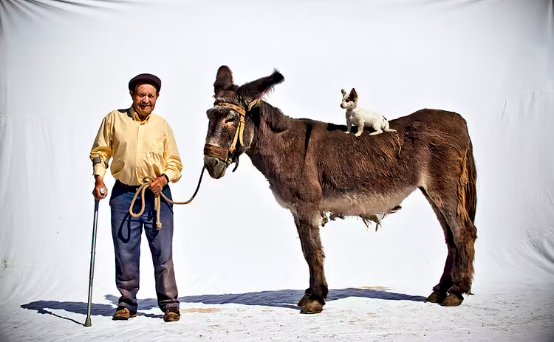 Bolhão acolhe exposição fotográfica sobre as tradições do burro transmontano