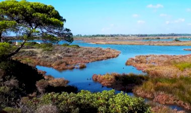 Cria – Carbono da Ria: convida cidadãos a serem “Cientistas por um dia”