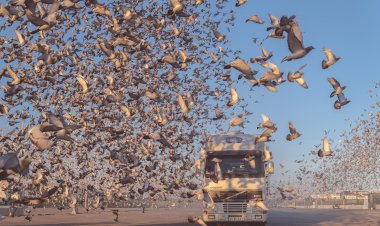 Milhares de pombos-correio voam sobre a Península Ibérica