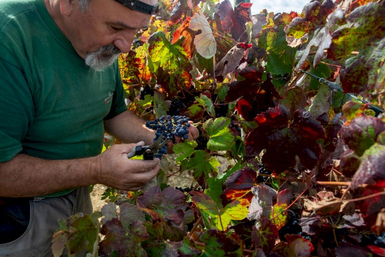Seminário sobre o futuro da Vitivinicultura na Bairrada decorre em Cantanhede