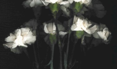 Mutu lançam "Estado Novo" e anunciam Tour