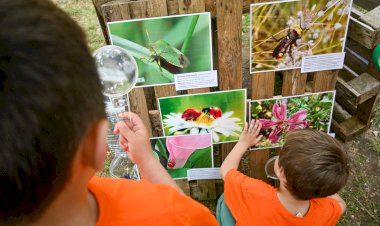 Montemor-o-Velho alerta para a importância dos insetos polinizadores
